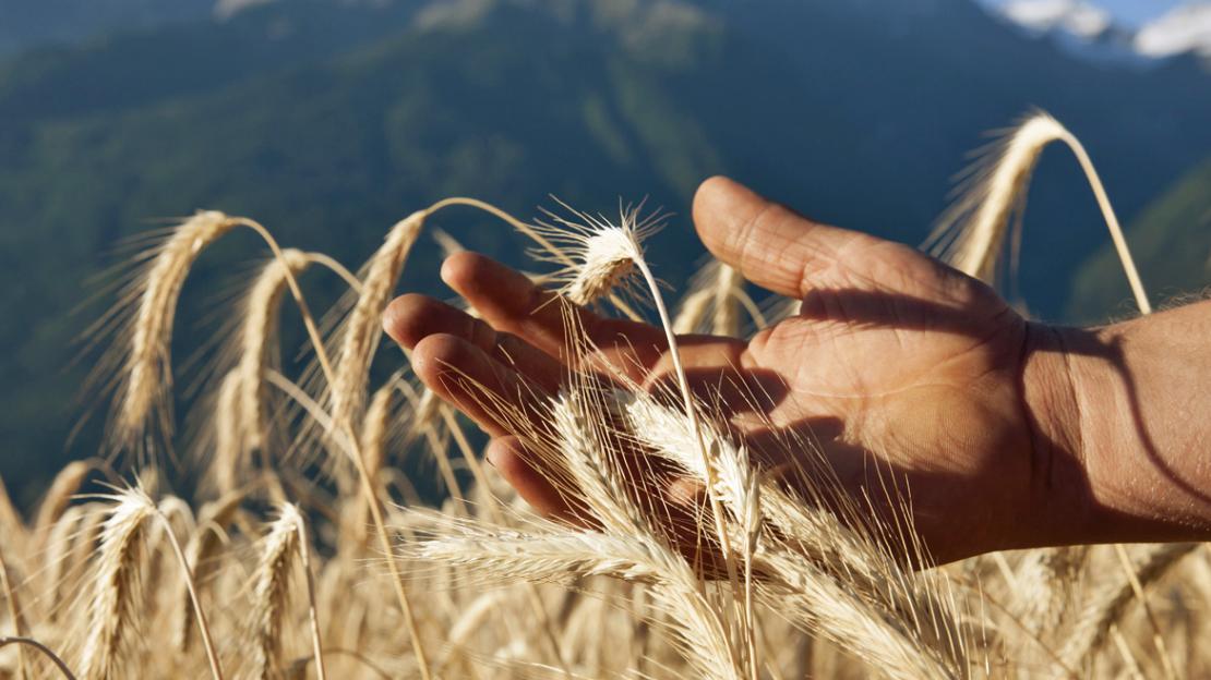 La domanda di regiograno continua a crescere, per questo si vogliono incoraggiare più agricoltori e panificatori a collaborare al progetto. La domanda di regiograno continua a crescere, per questo si vogliono incoraggiare più agricoltori e panificatori a collaborare al progetto.