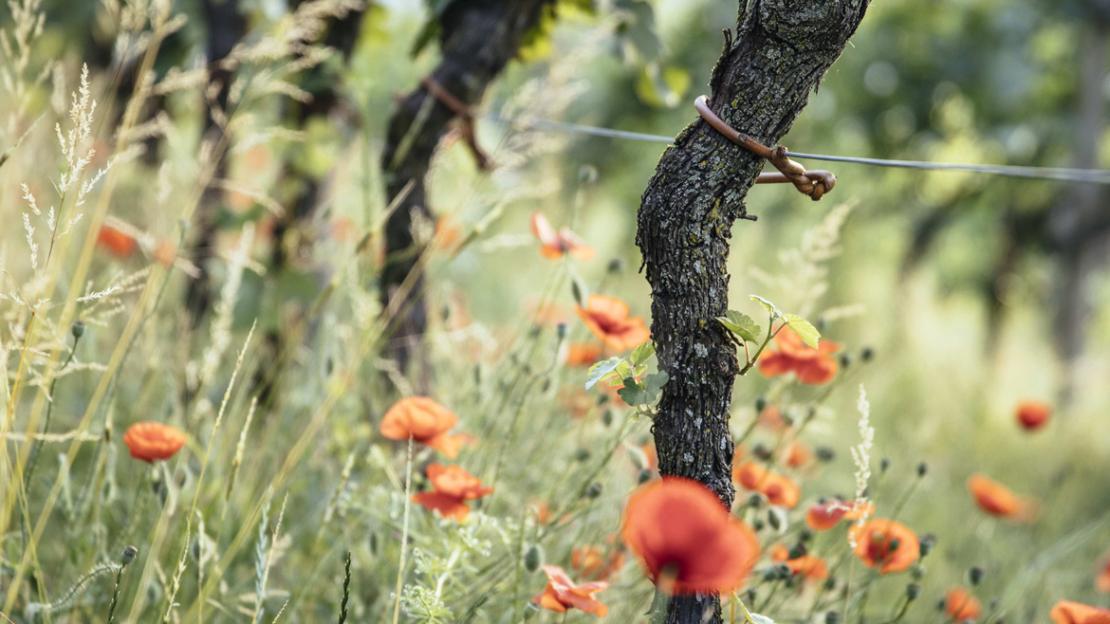 Per il Consorzio Vini Alto Adige la gestione sostenibile è un obiettivo importante. Per il Consorzio Vini Alto Adige la gestione sostenibile è un obiettivo importante.