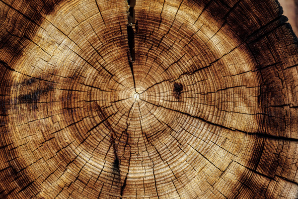 Viaggio imprenditoriale Legno